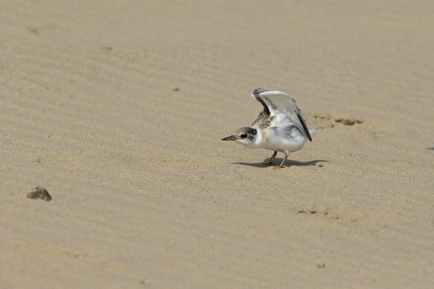 Little Tern