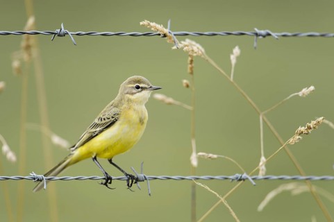 Yellow wagtail