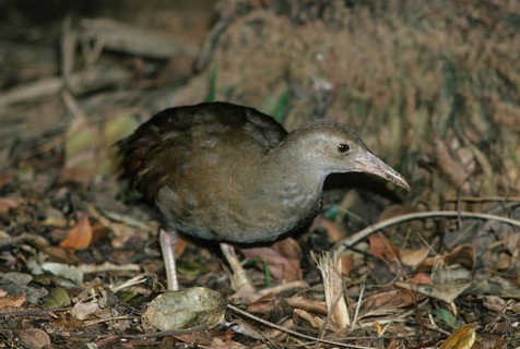 Lord Howe Island Chicken