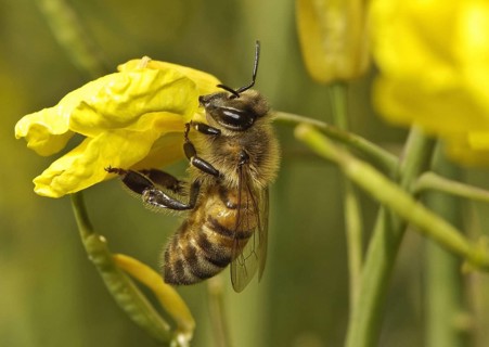 Western Honey Bee