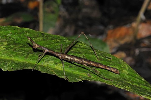 Horse-headed grasshopper