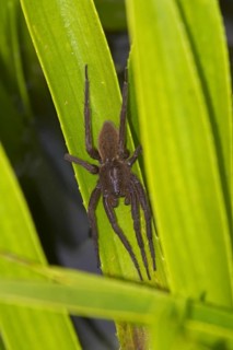 Fen Raft Spider