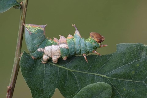 Tawny Prominent