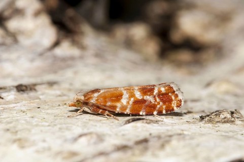 Spotted wing moth