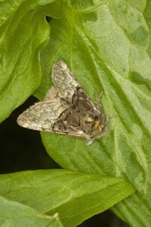 Nut-tree Tussock
