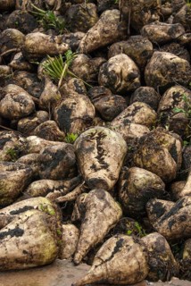 Sugar Beet