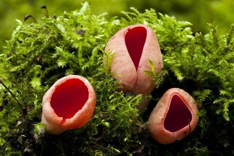 Scarlet elfcup