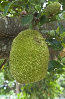 Jackfruit tree
