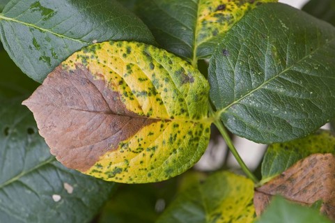 Grey mould