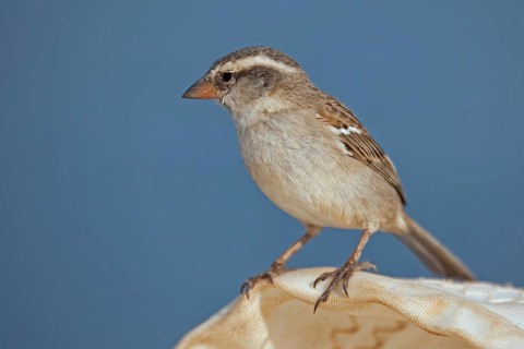 Lago Sparrow