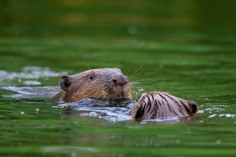 Close-up of two Eurasian beavers