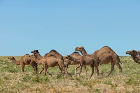 Dromedaries