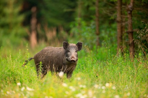 Wild boar