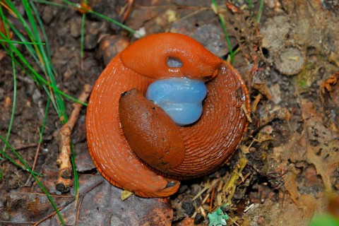 Slug