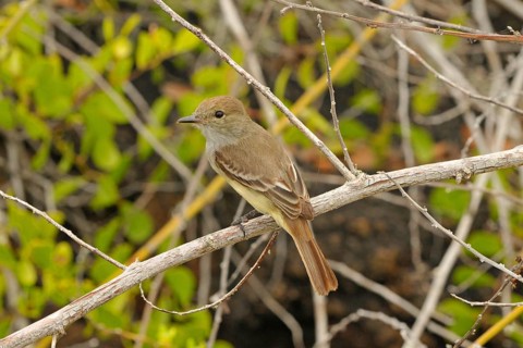 Broad-billed Flycatcher
