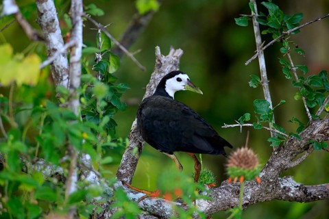 White-breasted water-hen