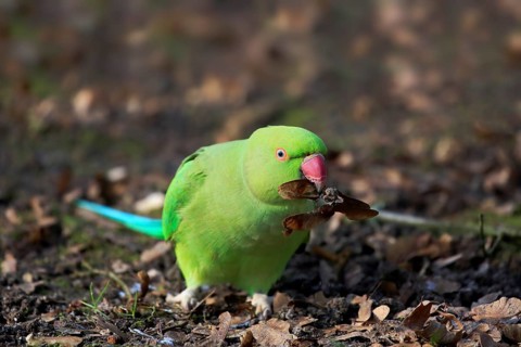 Rose-ringed parakeet