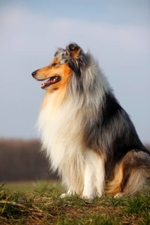 Scottish shepherd dog