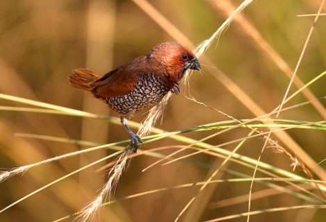 Scaly-breasted Munia