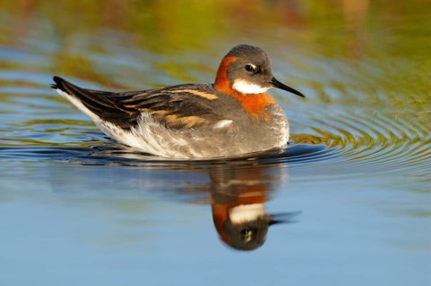 Red-necked Phalarope