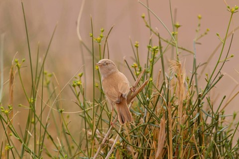 African Desert Warbler