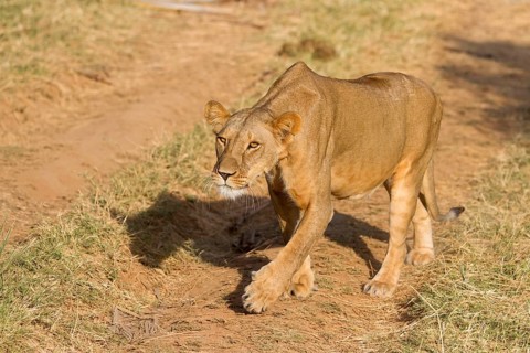 Masai Lion