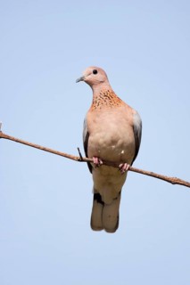 Palm Dove