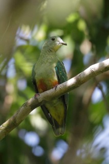 Silver-capped Fruit-dove