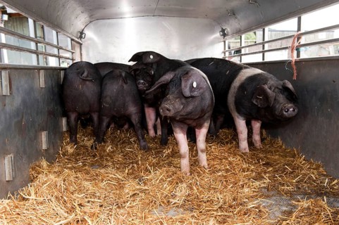 Domestic pig