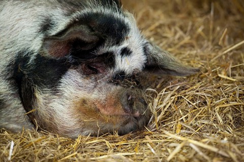 Domestic pig