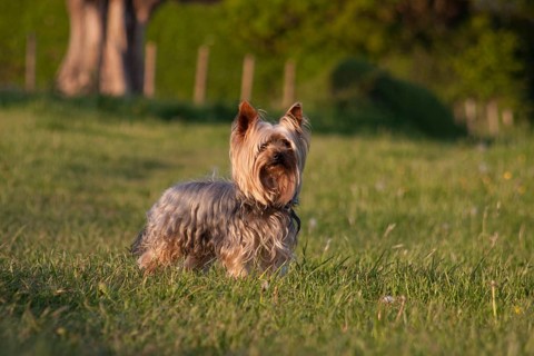 Domestic dog