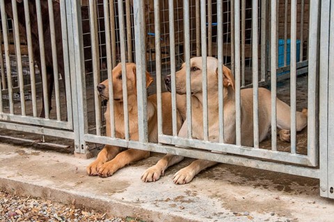 Yellow Labradors in an outdoor kennel