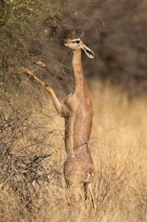 Gerenuk
