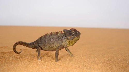 Namaqua Chameleon