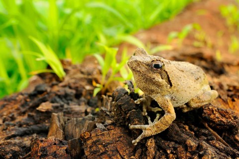 Southern Foam-nest Treefrog