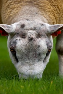 Domestic Sheep