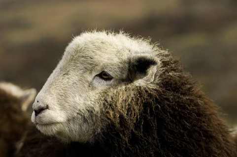 Domestic Sheep