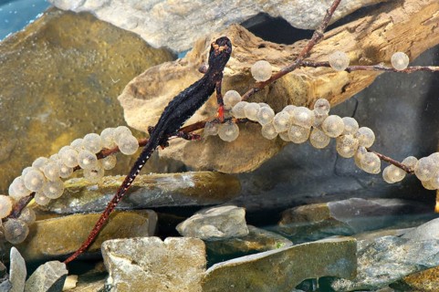 Spectacled salamander