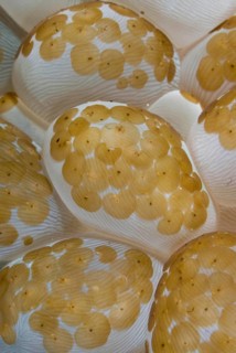 Bubble coral