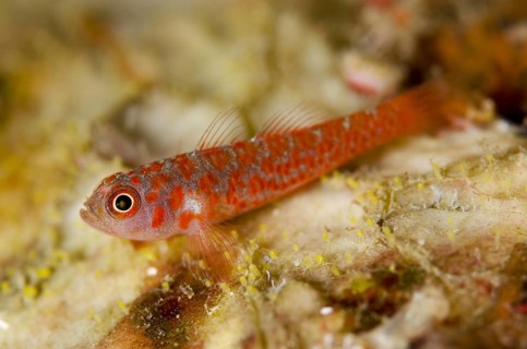 Greybeard goby