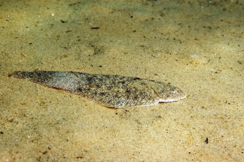 Dover Sole