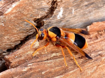 Australian hornet