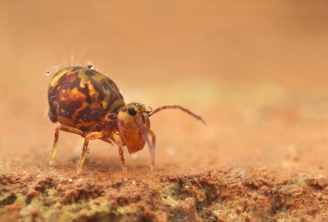 Globular Springtail