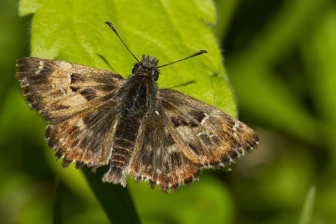 Mallow skipper
