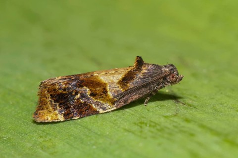 Red-barred Tortrix