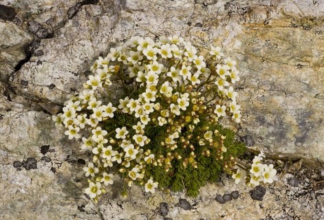 Musky Saxifrage