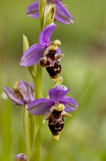 Eastern Aegean Bee Orchid