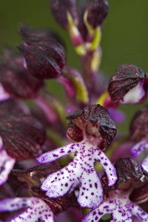 Lady Orchid