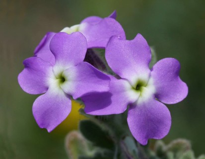 Three-horned Stock