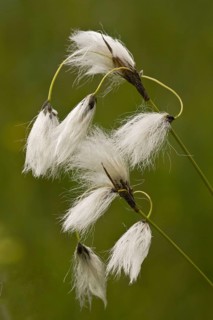 Broad leaved cotton grass
